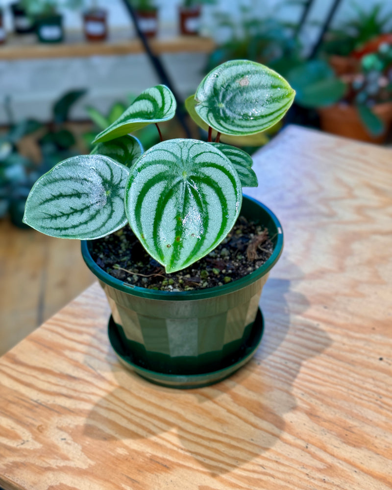 Peperomia argyreia 'Watermelon Peperomia'