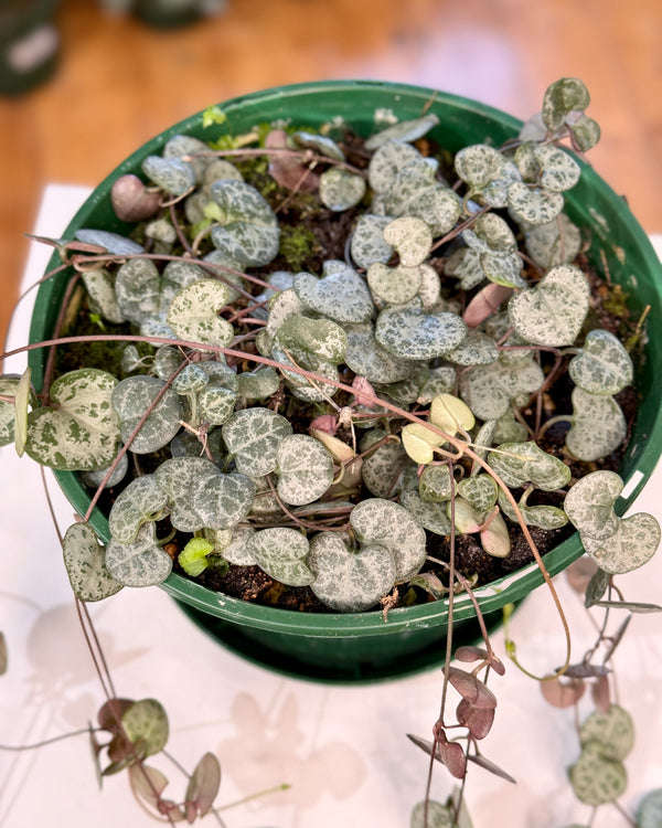 Ceropegia Woodii 'Chain of Hearts'