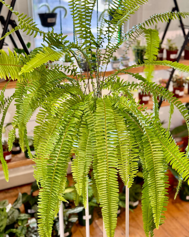 Nephrolepis Obliterata (Emerald Queen Boston Fern) - Plant Daddy