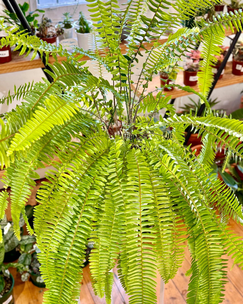 Nephrolepis Obliterata (Emerald Queen Boston Fern) - Plant Daddy