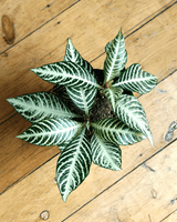 Aphelandra squarrosa ‘Snow White’ 'Zebra Plant' - Plant Daddy