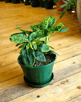 Dieffenbachia 'Reflector' - Plant Daddy