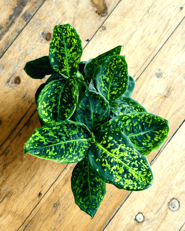 Dieffenbachia 'Reflector' - Plant Daddy