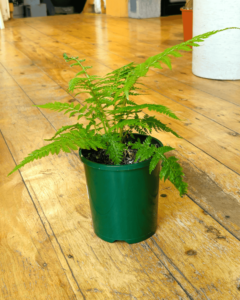 Cyathea Cooperi (Australian Tree Fern)