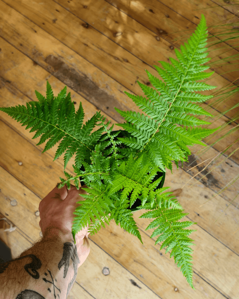 Cyathea Cooperi (Australian Tree Fern)