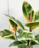 Ficus Tineke Rubber Plant (Ficus Elastica)