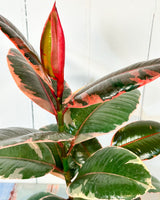 Ficus Ruby Rubber Plant (Ficus Elastica)
