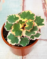Saxifraga Stolonifera Variegata Tricolour - Strawberry Begonia