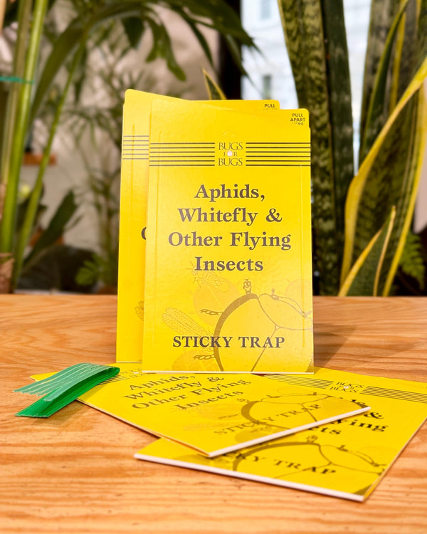 Yellow Sticky Trap