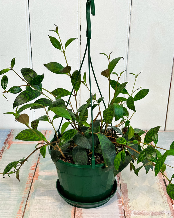 Aeschynanthus Black Pagoda (lipstick plant)