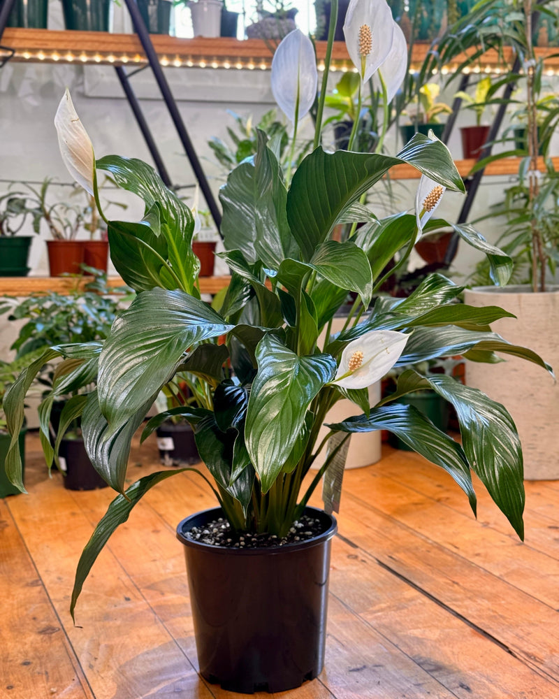 Spathiphyllum cv. (Peace Lily) - Plant Daddy