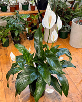 Spathiphyllum cv. (Peace Lily) - Plant Daddy