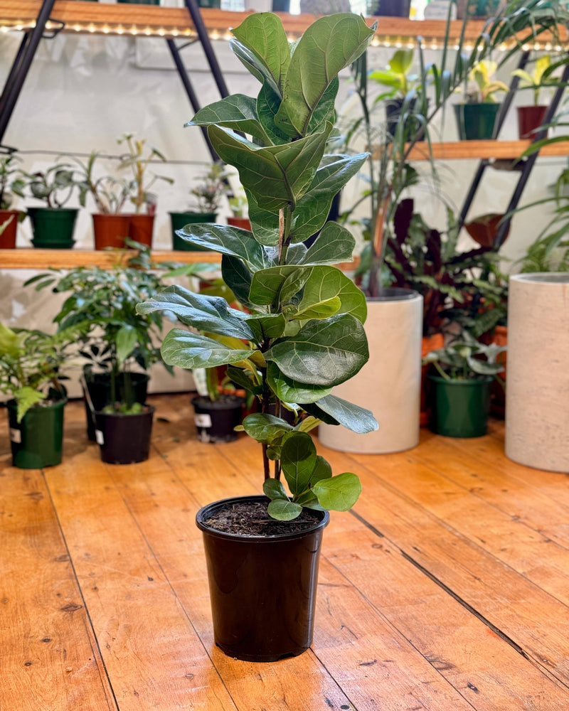 Ficus Lyrata ‘Bambino’ - Plant Daddy