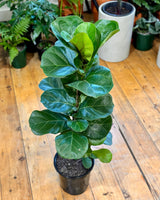 Ficus Lyrata ‘Bambino’ - Plant Daddy