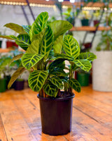 Calathea 'Zebrina'