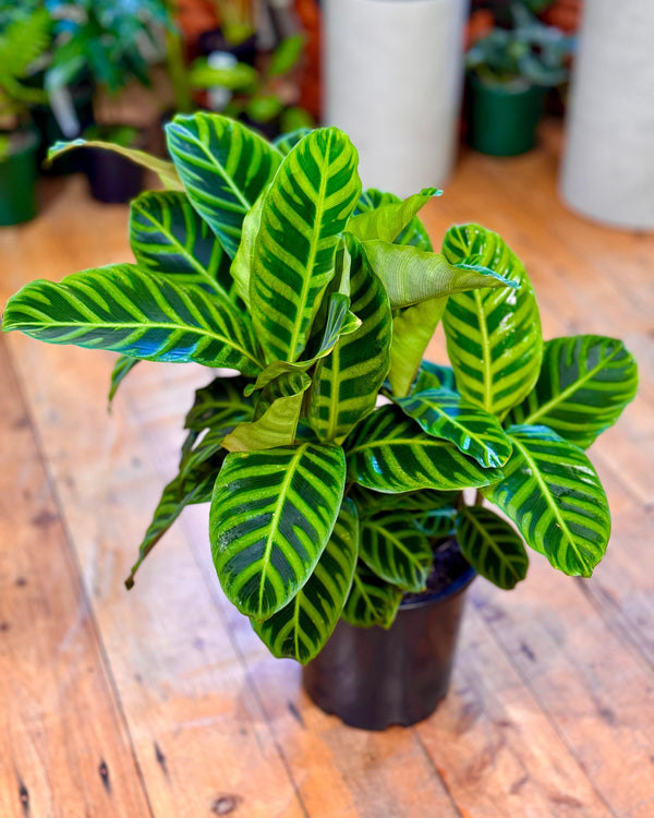 Calathea 'Zebrina'