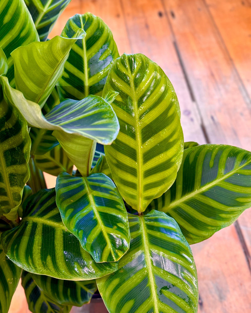 Calathea 'Zebrina'