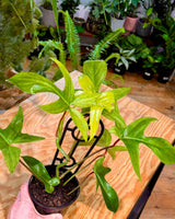 Philodendron ‘Florida Ghost Mint’