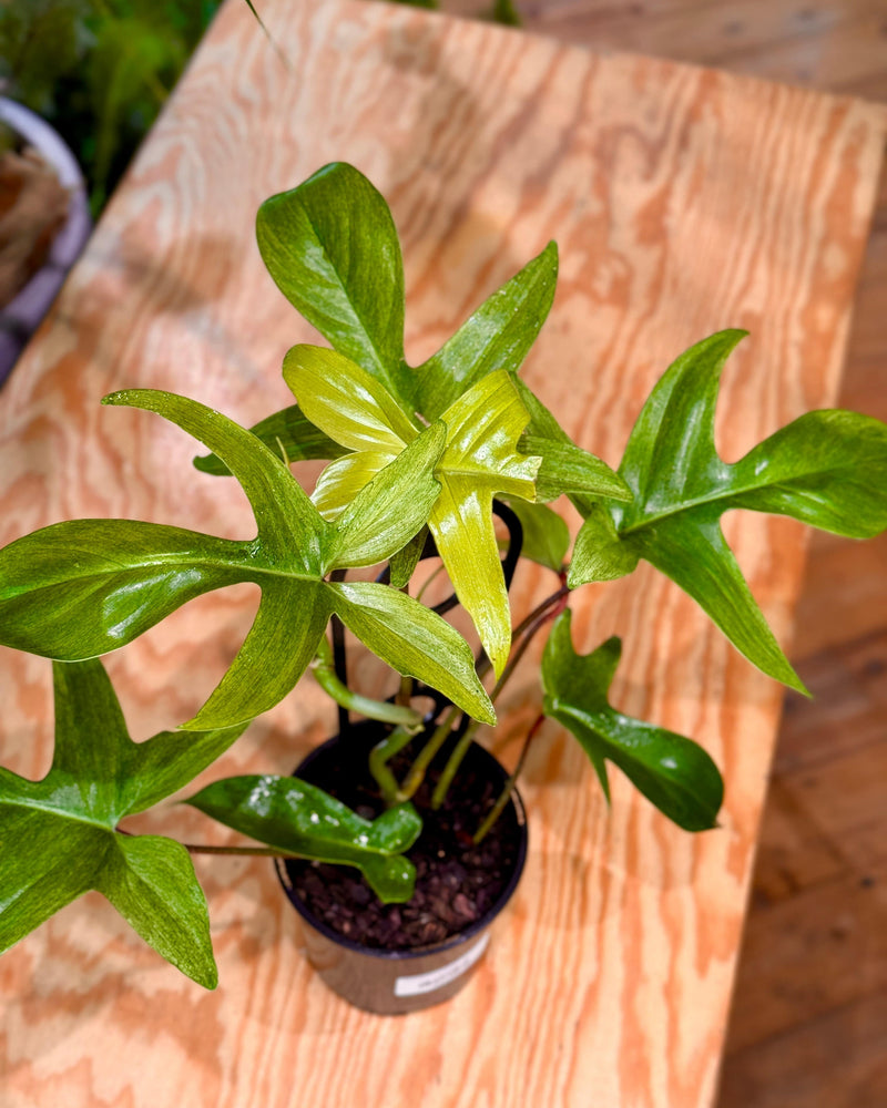 Philodendron ‘Florida Ghost Mint’