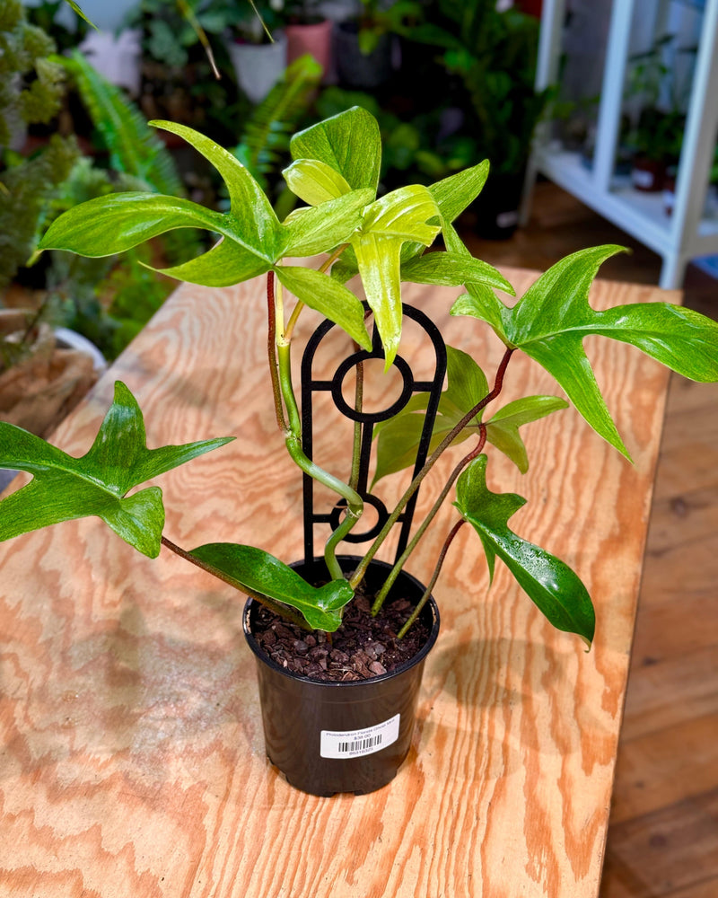 Philodendron ‘Florida Ghost Mint’