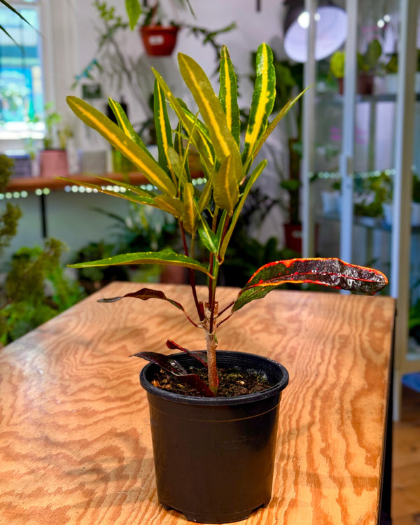 Croton 'Victoria gold bell'