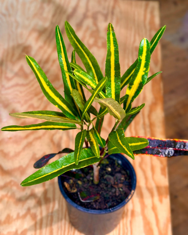 Croton 'Victoria gold bell'