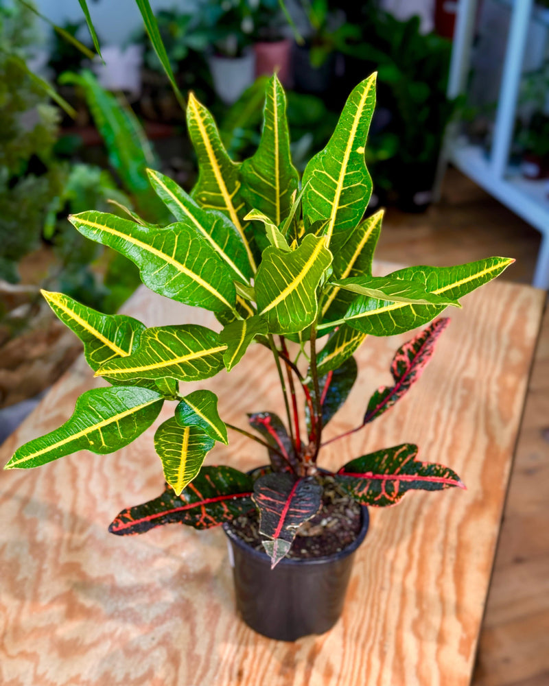 Croton 'Oak leaf'