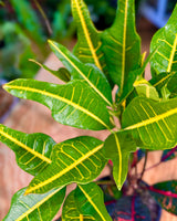 Croton 'Oak leaf'