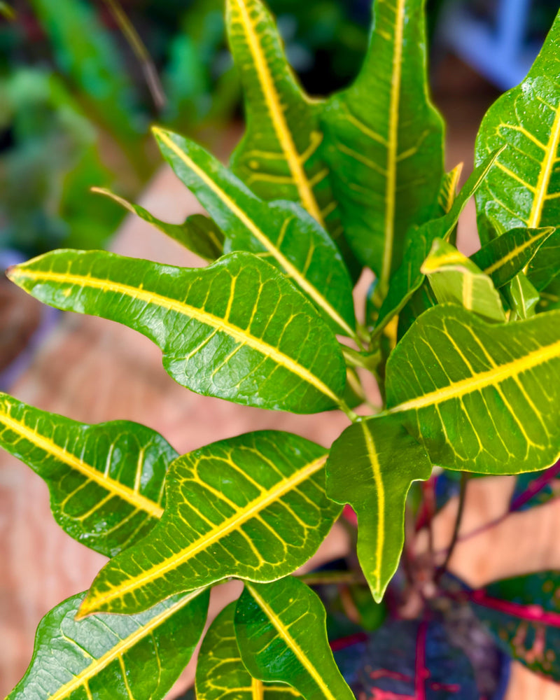 Croton 'Oak leaf'