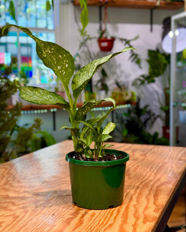 Dieffenbachia ‘Tropic Tiki’ (Dumb Cane Plant)