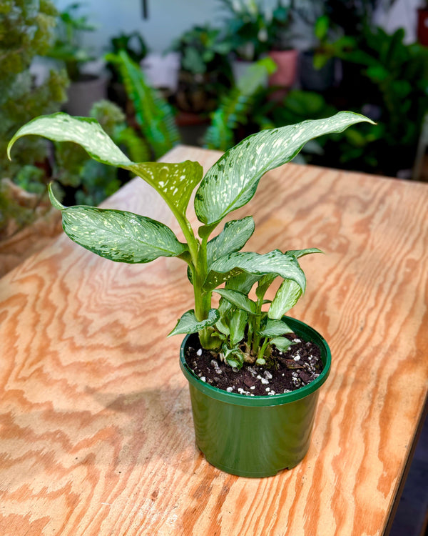 Dieffenbachia ‘Tropic Tiki’ (Dumb Cane Plant)