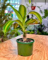 Dracaena fragrans ‘Massangeana’ - Plant Daddy