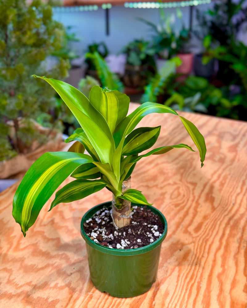 Dracaena fragrans ‘Massangeana’ - Plant Daddy