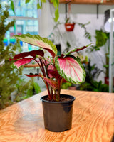 Calathea roseopicta white cloud - Plant Daddy