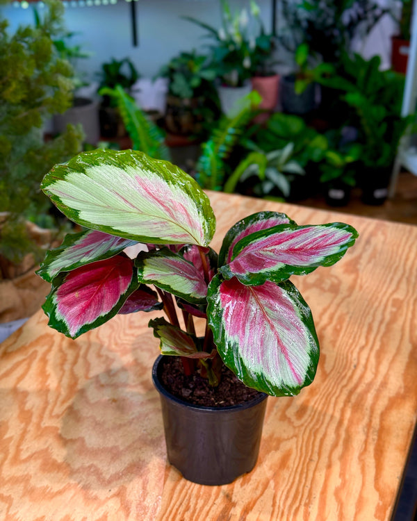 Calathea roseopicta white cloud - Plant Daddy