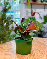 Calathea fasciata