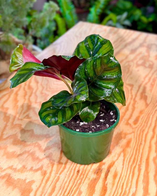 Calathea fasciata