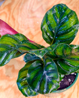 Calathea fasciata