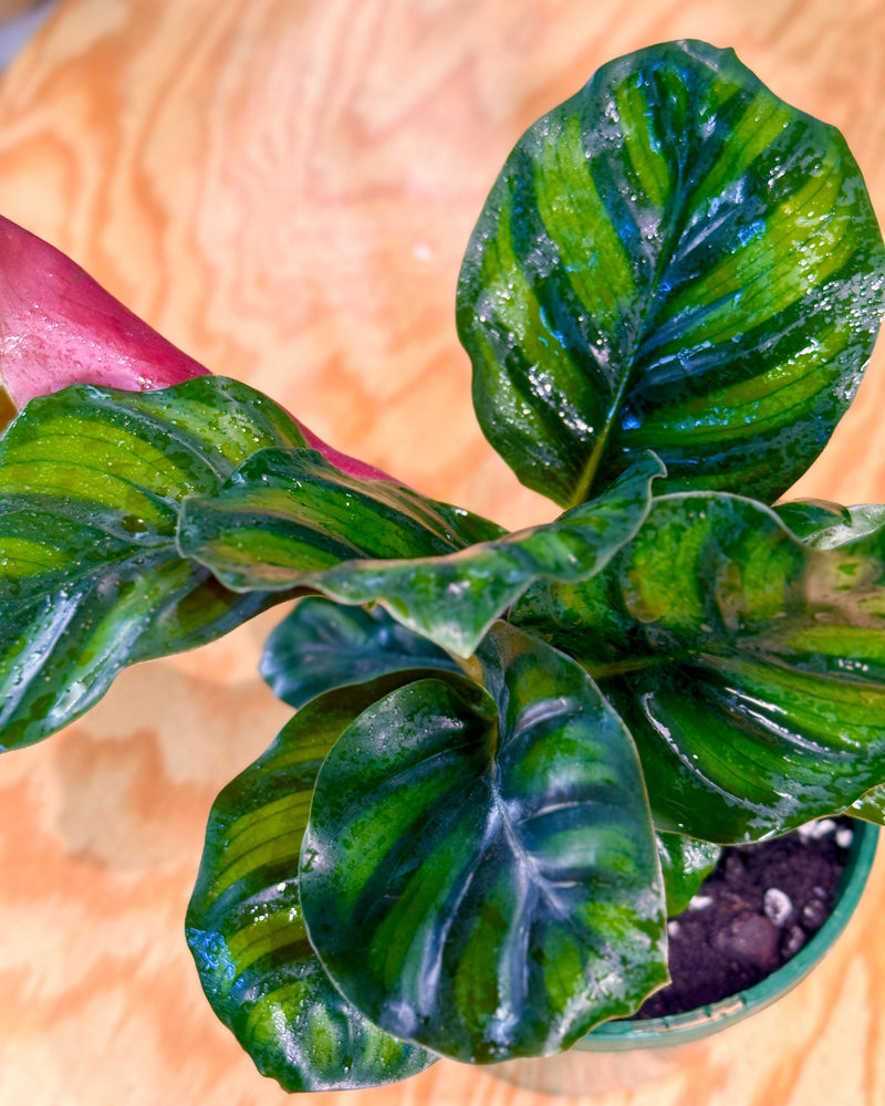 Calathea fasciata