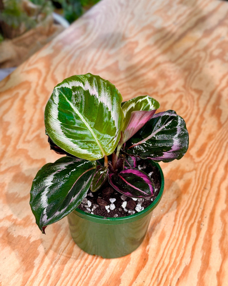 Calathea roseopicta ‘Shinestar’