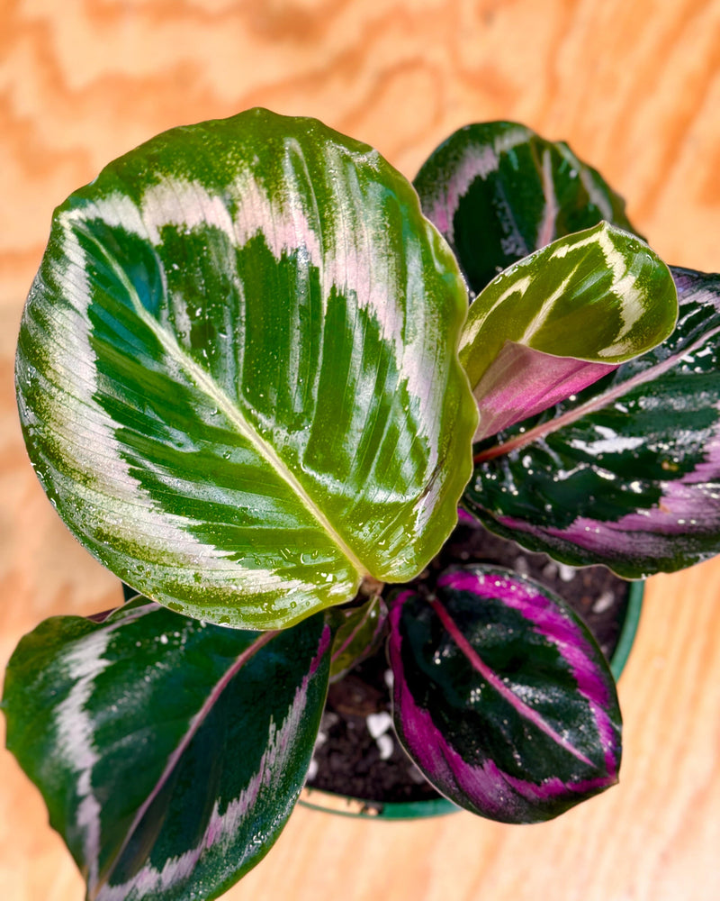 Calathea roseopicta ‘Shinestar’