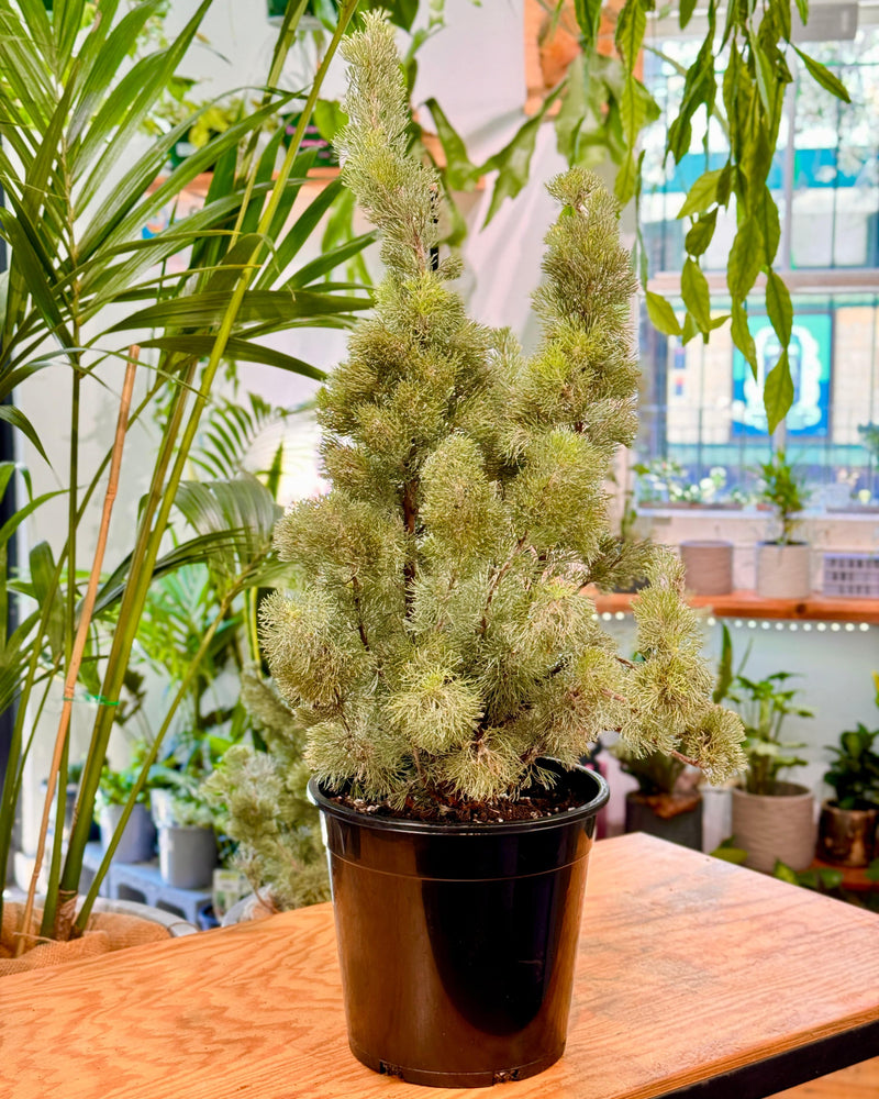 Adenanthos Sericeus 'woolly bush'