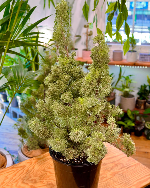 Adenanthos Sericeus 'woolly bush'