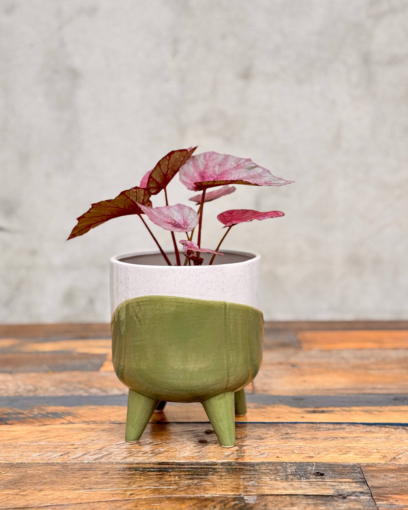 Wave Ceramic Planter With Legs