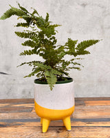 Wave Ceramic Planter With Legs