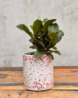 Celebrations Ceramic Planter