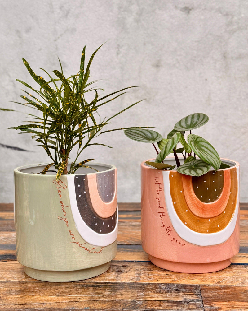 Lets Bloom Ceramic Planter