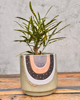 Lets Bloom Ceramic Planter