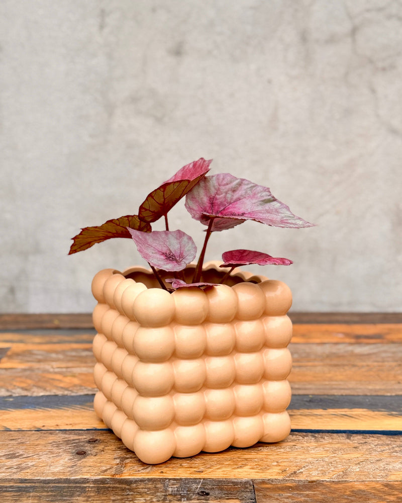 The Bubble Ceramic Cube Planter