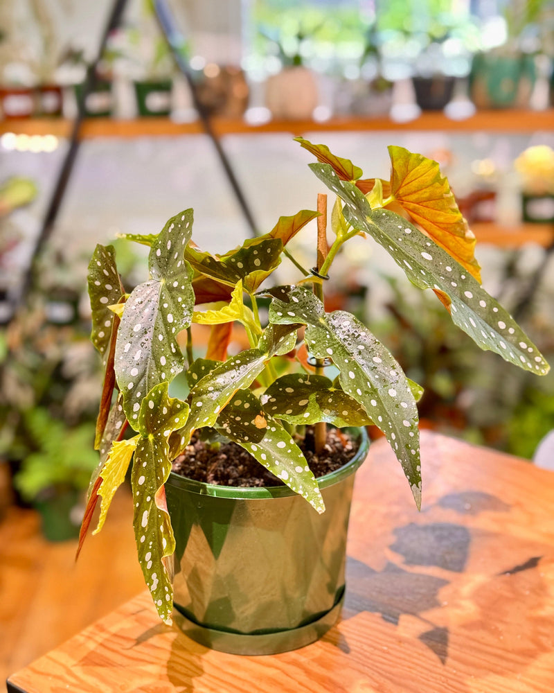 Begonia maculata ‘Wightii’ (Angel Wing) - Plant Daddy